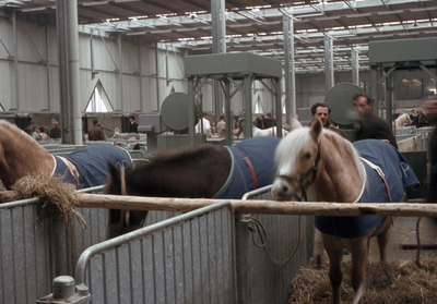 832875 Afbeelding van een paardenmarkt in de Veemarkthallen (Voorveldsepolder; Sartreweg 1) te Utrecht.